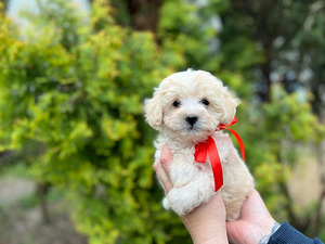 Maltipoo F1 kutsikad (1 foto / 10)