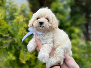 Maltipoo F1 kutsikad (6 foto / 10)