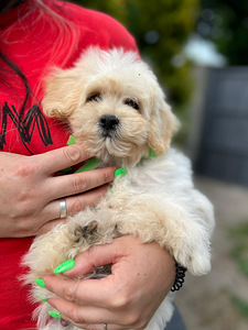 Maltipoo F1 kutsikad (9 foto / 10)