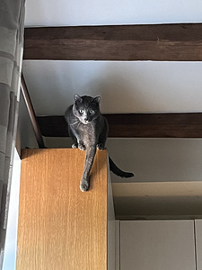 Annan vene sinise tasuta ära. (3 foto / 6)