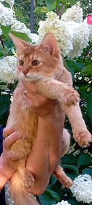 Katine (2 foto no 10)
