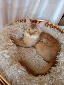Katine (10 foto no 10)