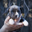 Amerikāņu Stafordšīras terjera kucēni (foto #1)