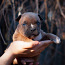 Amerikāņu Stafordšīras terjera kucēni (foto #2)