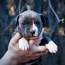 Amerikāņu Stafordšīras terjera kucēni (foto #1)