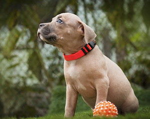 American Bully Pennut (7 valokuva sivusta 7)