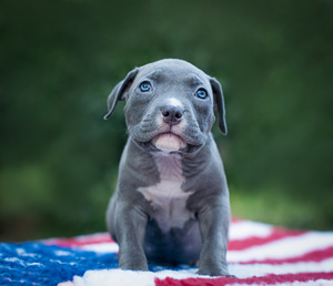 American Bully Pennut (2 valokuva sivusta 2)