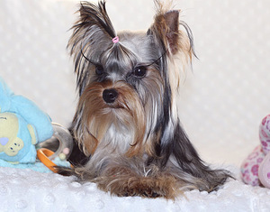 Mini yorkie girl (1 foto / 4)