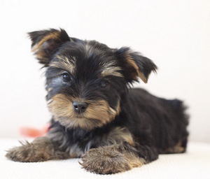 Yorkshire terrier (2 foto / 3)