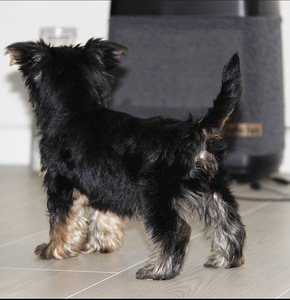 Yorkshire terrier (3 foto / 3)