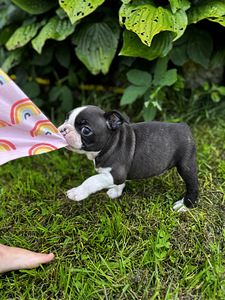 Boston Terrier (3 foto / 6)