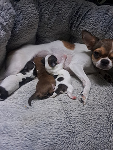 Müüa chihuahua kutsikad (1 foto / 9)