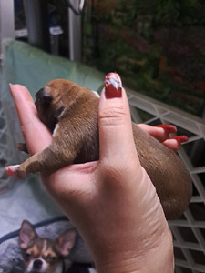 Müüa chihuahua kutsikad (2 foto / 9)