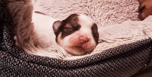Müüa chihuahua kutsikad (6 foto / 9)