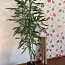 Крупное комнатное растение Драцена Рефлекса (фото #1)