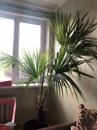 Palm (foto #1)