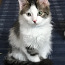 Отдаю котика, мальчика 1 год, Кохтла-Ярве (фото #1)