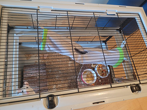 3 rotti + 2 puuri + 2 maja + 2 võrkkiike ja palju muud (2 foto / 8)
