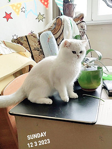 Briti kass. British cat. Silver shaded chinchilla. (5 foto / 10)
