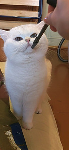 Briti kass. British cat. Silver shaded chinchilla. (9 foto / 10)