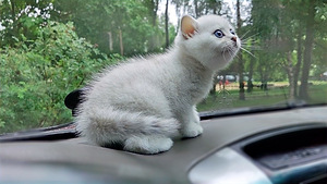 Briti kassipoeg / British kitten, silver shaded chinchilla (7 foto / 10)