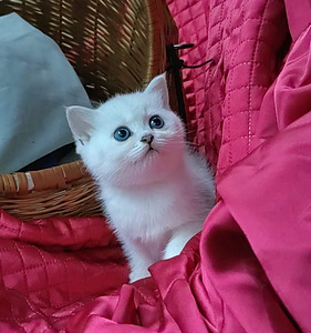 Briti kassipoeg / British kitten, silver shaded chinchilla (9 foto / 10)