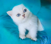 Brittiläinen poikakissanpentu, hopeashinshilla BRI ns11