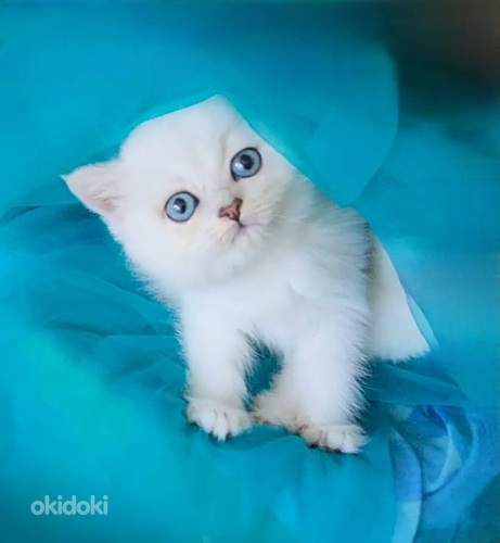 Brittiläinen poikakissanpentu, hopeashinshilla BRI ns11