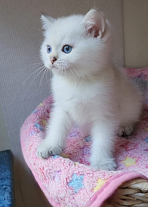 Brittiläinen poikakissanpentu, hopeashinshilla BRI ns11 (1 valokuva sivusta 5)