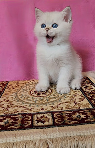 Brittiläinen poikakissanpentu, hopeashinshilla BRI ns11 (2 valokuva sivusta 5)