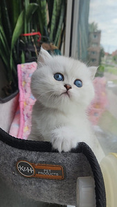 Британский короткошерстный котенок BRI ns 11. Девочка. (8 фото из 10)