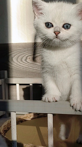 Британский котенок. Девочка. (9 фото из 10)