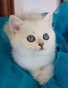 Британский котенок девочка. Серебрист Шиншилла BRI ns 11 (1 фото из 10)