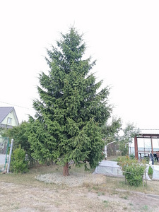 ILUS jõulupuu! ILUSAT JÕULU JA UUT AASTAT! (2 foto / 2)