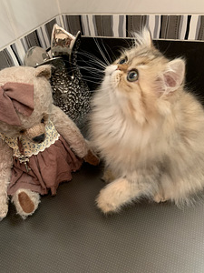 Персидский котенок (2 фото из 3)