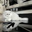 Персидский котенок (фото #2)