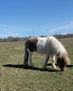 Uut kodu otsib Eesti väikeponi täkk (1 foto / 1)