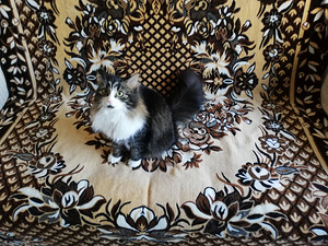Кошка в хорошие руки (2 фото из 2)