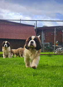 SaintBernard Puppy (3 foto no 6)