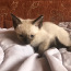 Продать сиамского котенка | (фото #1)