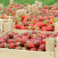 Hooajaline töö Soomes maasikakorjamiseks. (foto #1)