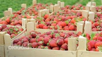 Hooajaline töö Soomes maasikakorjamiseks. (foto #1)