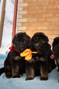 Щенки немецкой длинношерстной овчарки (6 фото из 9)