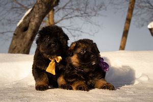 Щенки немецкой длинношерстной овчарки (7 фото из 9)