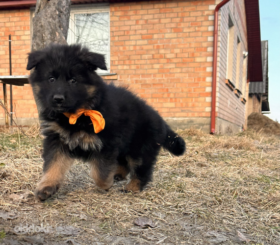 Vācu garspalvainais aitu kucēni