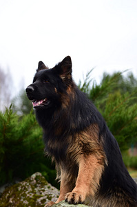 Щенки немецкой длинношерстной овчарки (9 фото из 10)