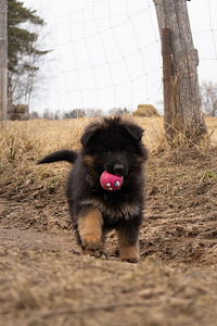 Щенки немецкой длинношерстной овчарки (3 фото из 10)