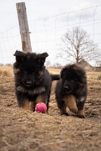 Щенки немецкой длинношерстной овчарки (6 фото из 10)