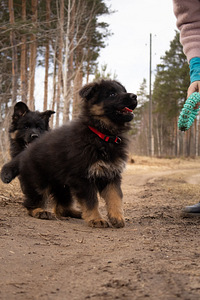 Щенки немецкой длинношерстной овчарки (7 фото из 10)