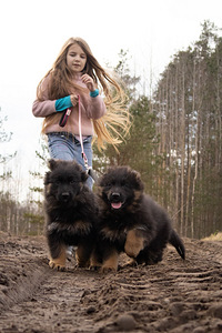 Щенки немецкой длинношерстной овчарки (4 фото из 10)